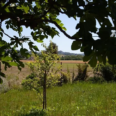 Felice San Giovanni In Marignano